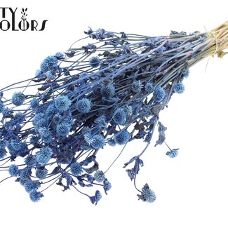 QC Dried Globe Amaranth | Colour: Blue | Gomphrena Dried Flowers | Length ± 60 centimetres | Per bunch