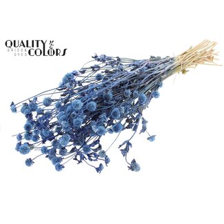 QC Gedroogde Kogelamaranth | Kleur: Blauw | Gomphrena Droogbloemen | Lengte ± 60 centimeter | Per bos