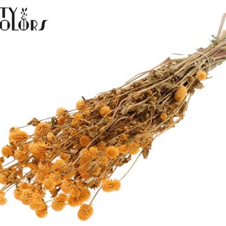 QC Dried Globe Amaranth | Colour: Apricot | Gomphrena Dried Flowers | Length ± 60 centimetres | Per bunch