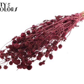 QC Dried Globe Amaranth | Colour: Bordeaux Red | Gomphrena Dried Flowers | Length ± 60 centimetres | Per bunch