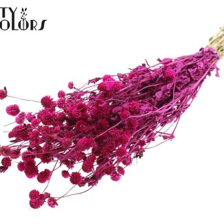 QC Dried Globe Amaranth | Colour: Lilac | Gomphrena Dried Flowers | Length ± 60 centimetres | Per bunch