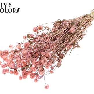 QC Dried Globe Amaranth | Colour: Pink | Gomphrena Dried Flowers | Length ± 60 centimetres | Per bunch