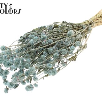 QC Getrocknete Kugelamaranth | Farbe: Hellblau | Gomphrena Trockenblumen | Länge ± 60 Zentimeter | Pro Bund