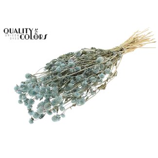 QC Gedroogde Kogelamaranth | Kleur: Lichtblauw | Gomphrena Droogbloemen | Lengte ± 60 centimeter | Per bos