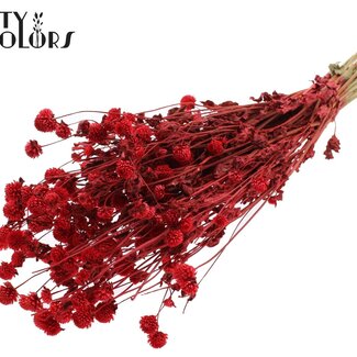 QC Getrocknete Kugelamaranth | Farbe: Rot | Gomphrena Trockenblumen | Länge ± 60 Zentimeter | Pro Bund