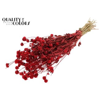 QC Gedroogde Kogelamaranth | Kleur: Rood | Gomphrena Droogbloemen | Lengte ± 60 centimeter | Per bos
