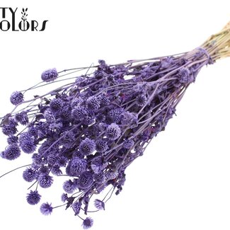 QC Getrocknete Kugelamaranth | Farbe: Milkalila | Gomphrena Trockenblumen | Länge ± 60 Zentimeter | Pro Bund