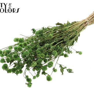 QC Gedroogde Kogelamaranth | Kleur: Groen | Gomphrena Droogbloemen | Lengte ± 60 centimeter | Per bos