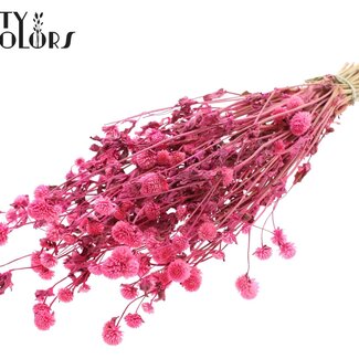 QC Amarante Globe Séchée | Couleur : Cerise | Fleurs Séchées Gomphrena | Longueur ± 60 centimètres | Par bouquet