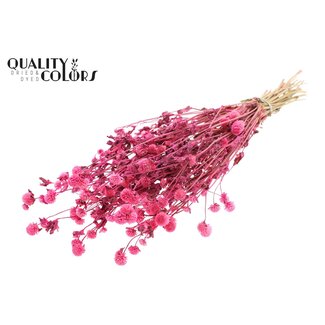 QC Gedroogde Kogelamaranth | Kleur: Kerskleurig | Gomphrena Droogbloemen | Lengte ± 60 centimeter | Per bos