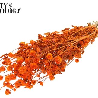 QC Amarante Globuleuse Séchée | Couleur : Orange | Fleurs Séchées Gomphrena | Longueur ± 60 centimètres | Par bouquet