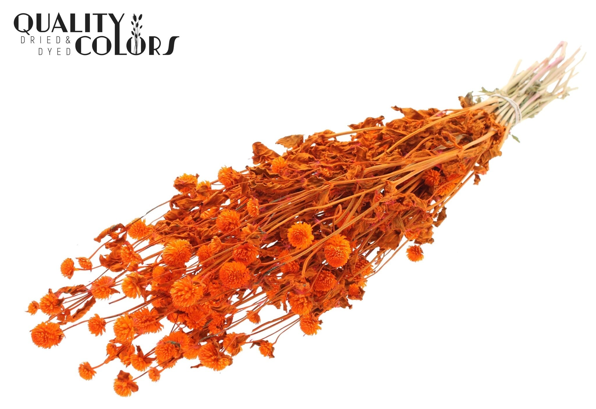 Orange Ballamaranth - Pflegeleichte Trockenblume für Decora Der Online-Shop fuer Kreative