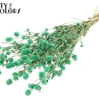 QC Amarante Globe Séchée | Couleur : Vert menthe | Fleurs séchées Gomphrena | Longueur ± 60 centimètres | Par bouquet