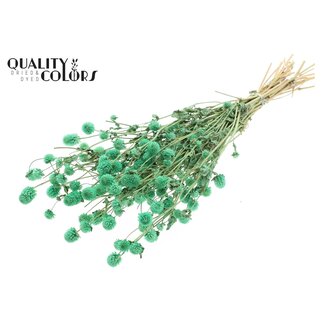 QC Amarante Globe Séchée | Couleur : Vert menthe | Fleurs séchées Gomphrena | Longueur ± 60 centimètres | Par bouquet