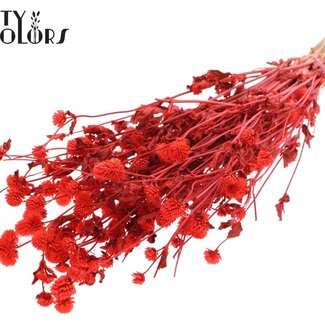 QC Gedroogde Kogelamaranth | Kleur: Koraalkleurig | Gomphrena Droogbloemen | Lengte ± 60 centimeter | Per bos