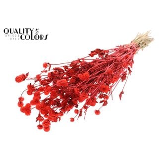 QC Getrocknete Kugelamaranth | Farbe: Korallenfarbe | Gomphrena Trockenblumen | Länge ± 60 Zentimeter | Pro Bund