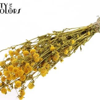 QC Gedroogde Kogelamaranth | Kleur: Geel | Gomphrena Droogbloemen | Lengte ± 60 centimeter | Per bos