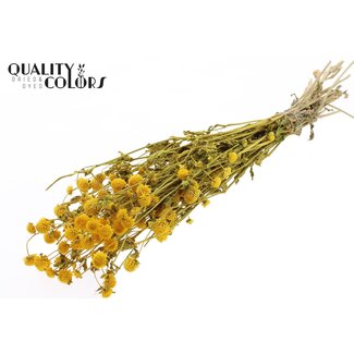 QC Gedroogde Kogelamaranth | Kleur: Geel | Gomphrena Droogbloemen | Lengte ± 60 centimeter | Per bos