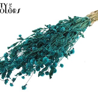 QC Gedroogde Kogelamaranth | Kleur: Turquoise | Gomphrena Droogbloemen | Lengte ± 60 centimeter | Per bos