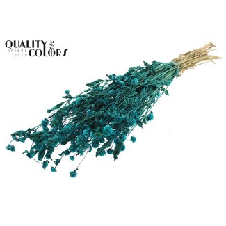 QC Gedroogde Kogelamaranth | Kleur: Turquoise | Gomphrena Droogbloemen | Lengte ± 60 centimeter | Per bos
