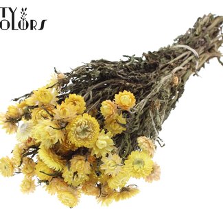 QC Immortelle Séchée | Couleur : Jaune Naturel | Fleurs Séchées Helichrysum | Longueur ± 45 centimètres | Poids ± 75 grammes | Par bouquet