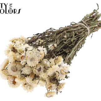 QC Getrocknete Strohblume | Farbe: Naturweiß | Helichrysum Trockenblumen | Länge ± 45 Zentimeter | Gewicht ± 75 Gramm | Pro Bund