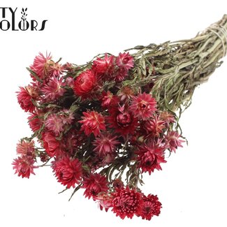 QC Gedroogde Strobloem | Kleur: Naturelle Rood | Helichrysum Droogbloemen | Lengte ± 45 centimeter | Gewicht ± 75 gram | Per bos