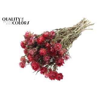 QC Immortelle Séchée | Couleur : Rouge Naturel | Fleurs Séchées Helichrysum | Longueur ± 45 centimètres | Poids ± 75 grammes | Par bouquet