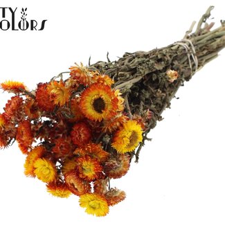 QC Immortelle séchée | Couleur : Orange Naturel | Fleurs séchées Helichrysum | Longueur ± 45 centimètres | Poids ± 75 grammes | Par bouquet