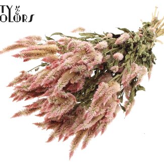 QC Getrocknete Celosia | Farbe: Naturell Hellrosa | Celosia Trockenblumen | Länge ± 45 centimeter | Pro Bund