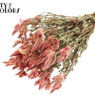 QC Dried Celosia | Colour: Natural Pink | Celosia Dried Flowers | Length ± 45 centimetre | Per bunch