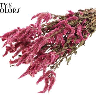 QC Gedroogde Celosia | Kleur: Naturelle Kerskleurig | Celosia Droogbloemen | Lengte ± 45 centimeter | Per bos