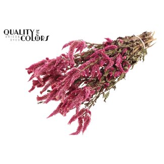 QC Célosie séchée | Couleur: Naturel Cerise | Célosie Fleurs séchées | Longueur ± 45 centimeter | Par bouquet