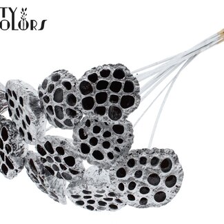 QC Gedroogde Lotus Peulen op stok | Kleur: Zilverkleurig | Diameter Lotus 5 - 7 centimeter | Lengte bijsteker ± 50 centimeter | 10 bijstekers per bos