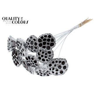 QC Gedroogde Lotus Peulen op stok | Kleur: Zilverkleurig | Diameter Lotus 5 - 7 centimeter | Lengte bijsteker ± 50 centimeter | 10 bijstekers per bos