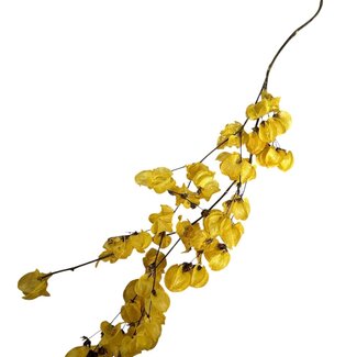 Dutch Dried Gele Bougainvillea droogbloemen | Lengte ± 45 centimeter | Gewicht ± 35 gram