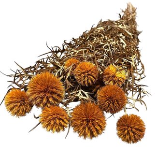 Casa Alegria Oranje Echinops XL gepreserveerde bloemen | Lengte ± 65 centimeter | Gewicht ± 350 gram | Per 10 takken