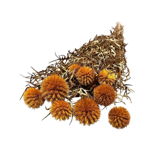 Orange Echinops XL preserved flowers | Length ± 65 centimetres | Weight ± 350 grams | Per 10 stems