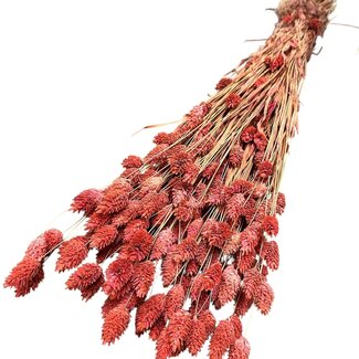Dutch Dried Zalm roze Phalaris droogbloemen | Lengte ± 65 centimeter | Gewicht ± 175 gram