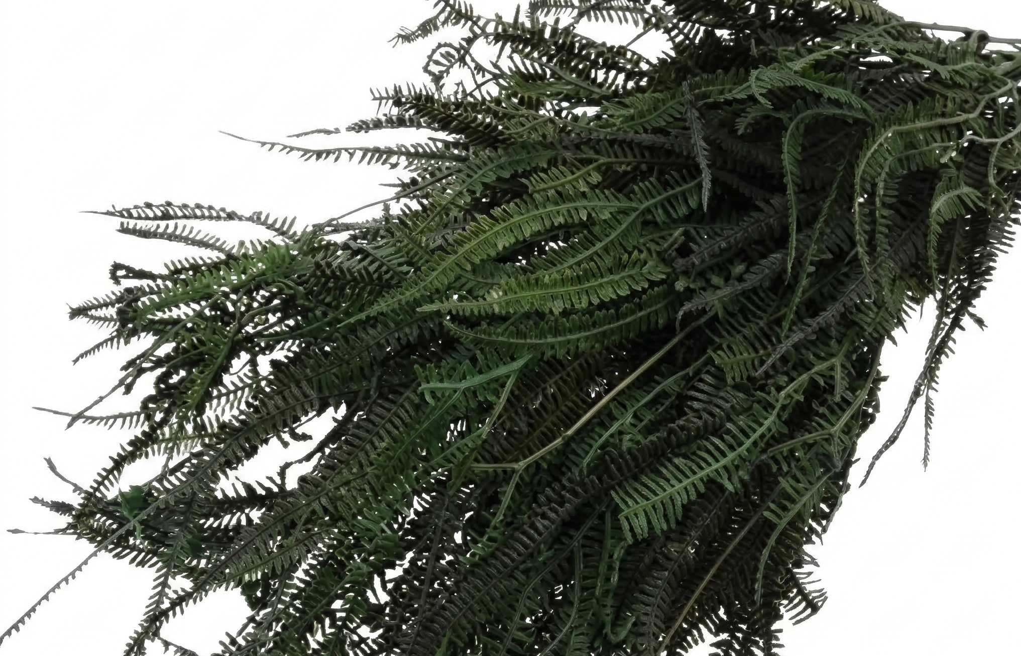 Helecho (Varen): Botanische Elegantie | MyFlowers.shop