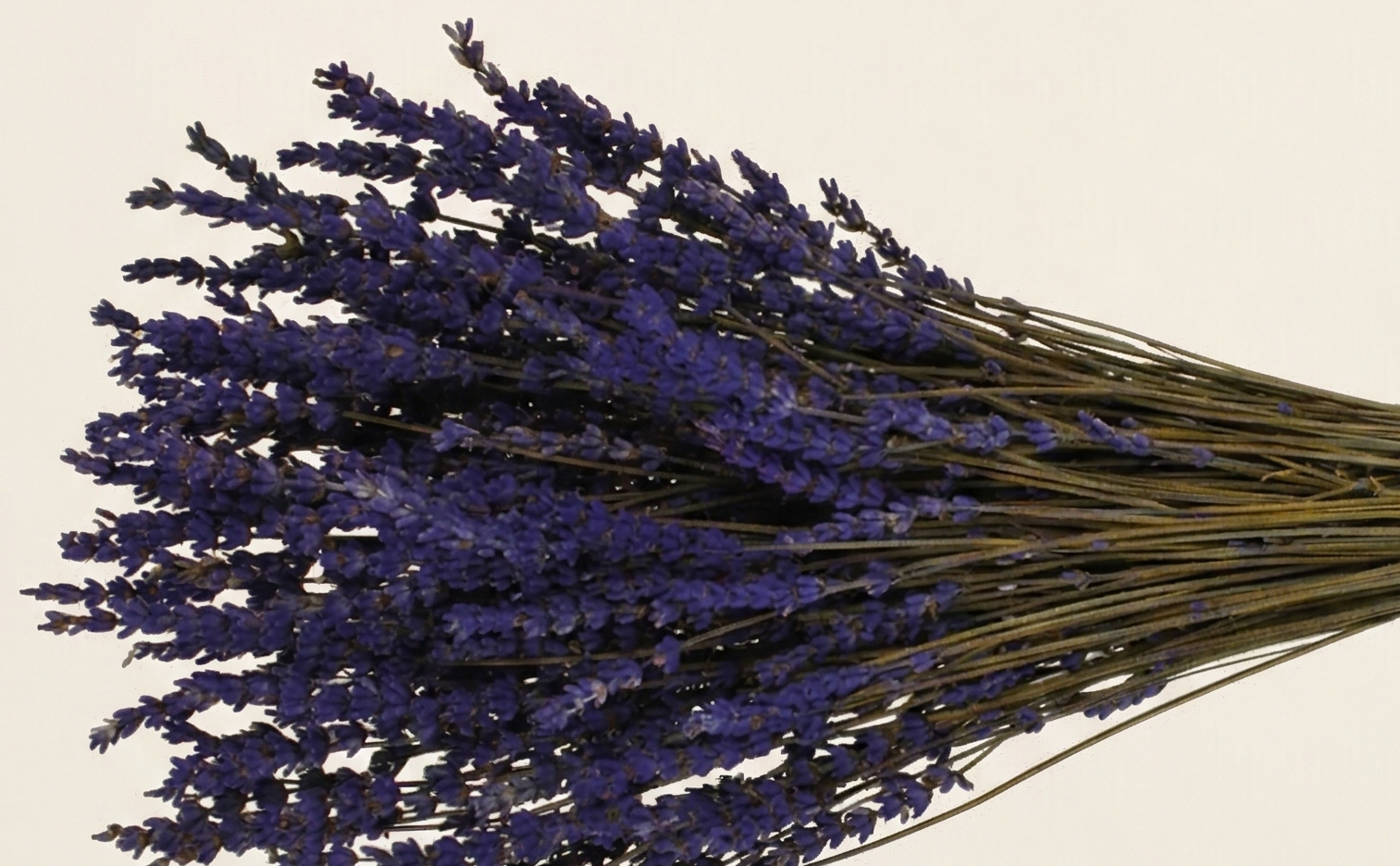 Preserved Lavandula (Lavender): Scent & Color | MyFlowers.shop