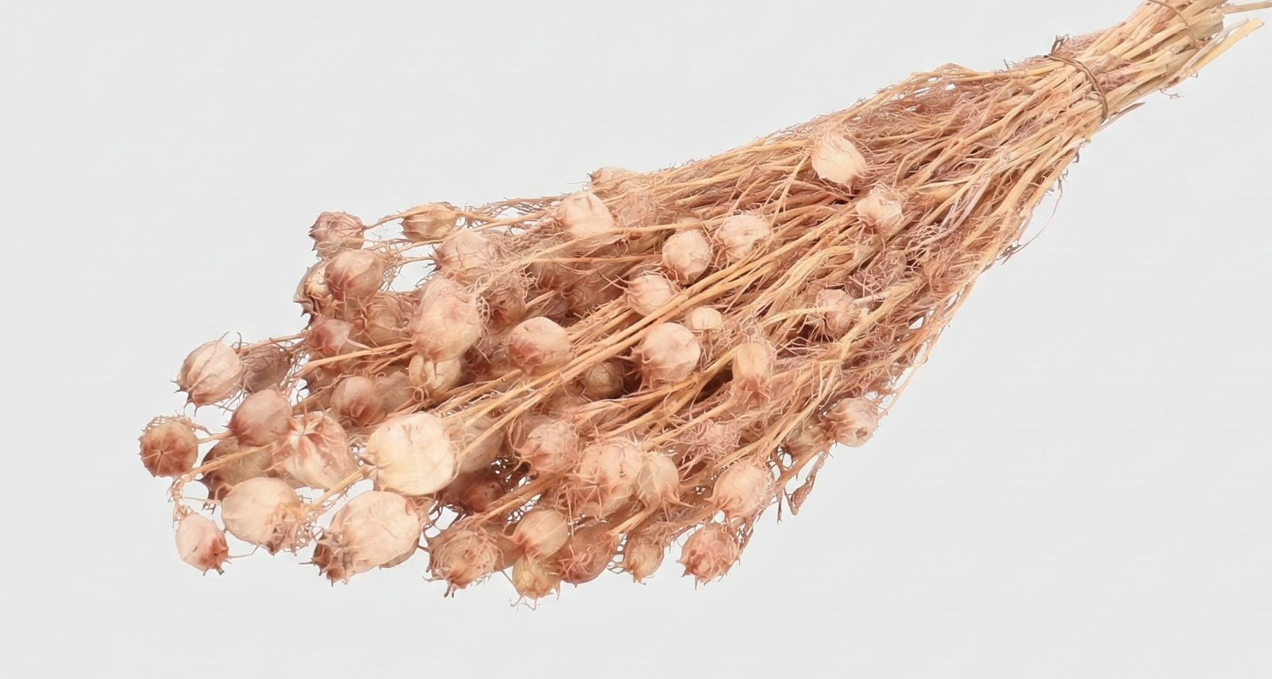 Preserved Nigella: Refined Seed Pods | MyFlowers.shop