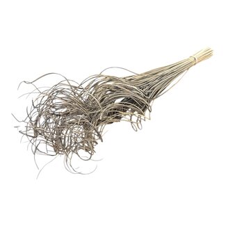 Dutch Dried Frosted Grey Curly Ting Ting dried flowers | Length ± 60 centimetres | Weight ± 100 grams