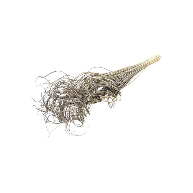 Frosted Grey Curly Ting Ting droogbloemen | Lengte ± 60 centimeter | Gewicht ± 100 gram