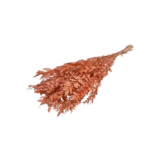 Casa Alegria Zalmkleurige Ruscus droogbloemen | Lengte ± 65 centimeter | Gewicht ± 100 gram