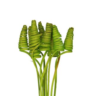 4A Palm Spiraal op steel | Kleur: Appeltjesgroen | Cane Cone Bijsteker | Lengte ± 50 centimeter | Per 10 bijstekers