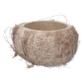 4A Demi-coquille de noix de coco séchée | Couleur: Blanc naturel | Décoration sèche | Par 3 coquilles