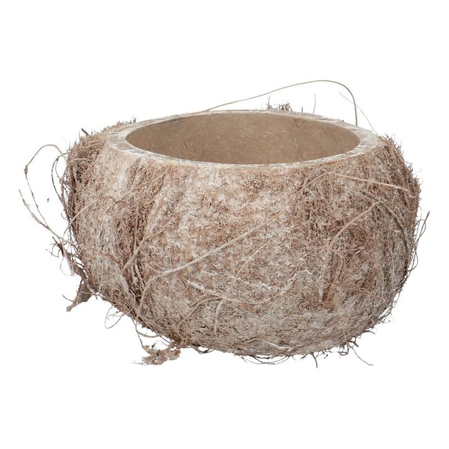 Gedroogde Kokosnoot Schaal Helft | Kleur: Natuurlijk Wit | Droogdecoratie | Per 3 schalen