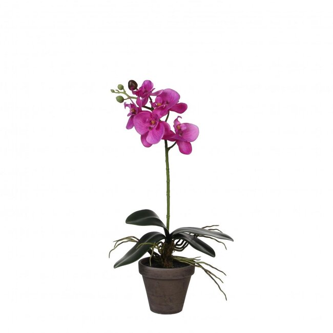 Schmetterlingsorchidee Kunstpflanze mit Topf | Farbe: Fuchsia | Phalaenopsis Kunstpflanze | Durchmesser ± 11 - 13 Zentimeter | Höhe ± 48 Zentimeter | Pro 6 Kunstpflanzen