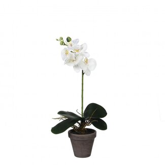 4A Vlinderorchidee Kunstplant met pot | Kleur: Natuurlijk Wit | Phalaenopsis Kunstplant | Diameter ± 11 - 13 centimeter | Hoogte ± 48 centimeter | Per 6 kunstplanten